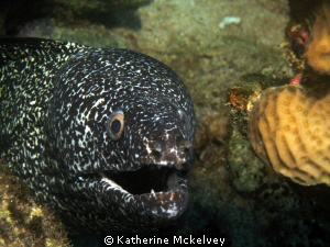 Smile :) by Katherine Mckelvey 